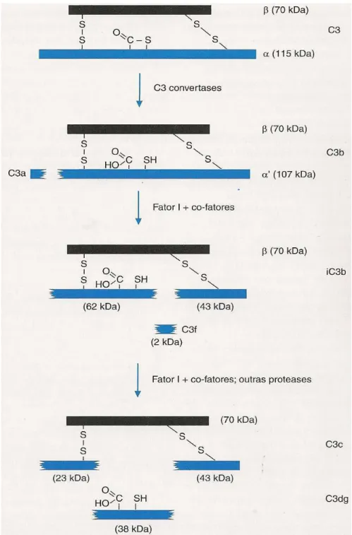 FIGURA 2-  Ilustração da proteína C3 e seus fragmentos.   