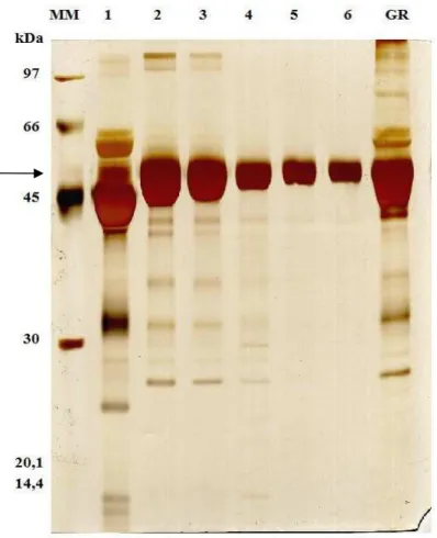 Figura 3. SDS-PAGE das frações de MRJP1 acumuladas em cromatografia de troca aniônica