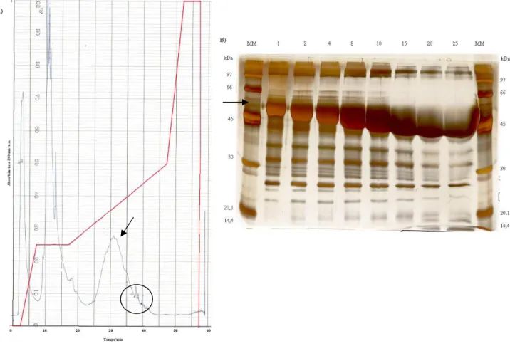 Figura 4. Novo método de cromatografia de troca aniônica visando separar a apisimina. Tampão de  eluição: Tris-HCl 0,05 M, pH 7,5, Gly 0,1 M