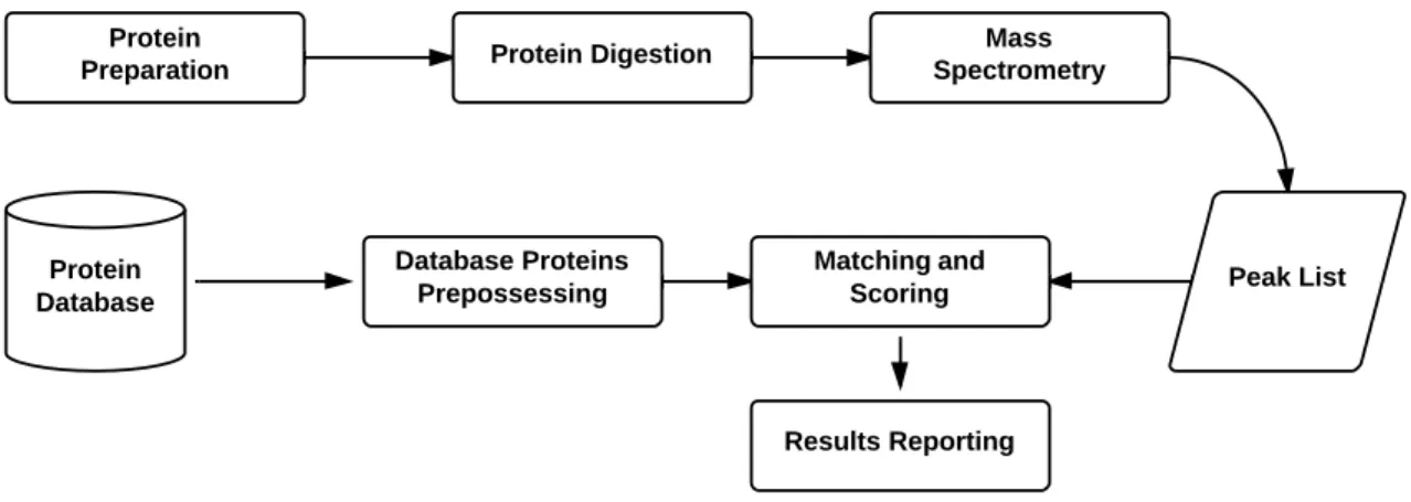 Figure 1.2 illustrates the steps needed for protein identification using PMF.