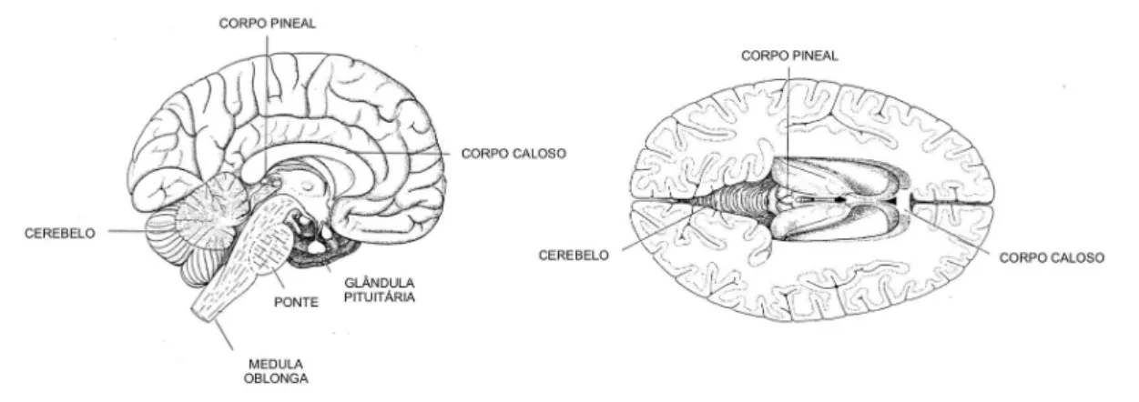 Figura 1 – Posição central da glândula pineal no cérebro humano. À esquerda, corte sagital  com  visualização  lateral  do  encéfalo;  à  direita,  corte  horizontal  e  visualização  pela  face  superior (adaptado de Wurtman &amp; Axelrod, 1965)