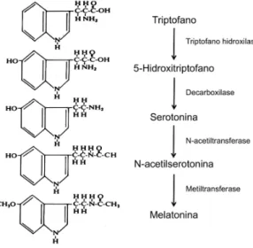 Figura  2  –  Via  de  biossíntese  da  melatonina.  Cascata  enzimática  da  metabolização  do  aminoácido triptofano até a formação de melatonina
