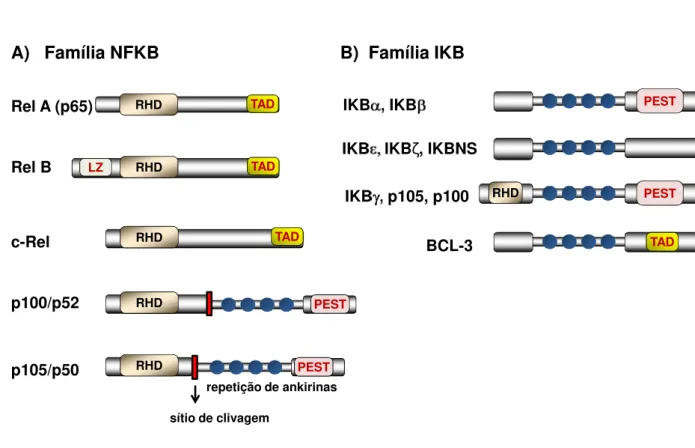 Figura 1 – Proteínas que compõem as famílias NFKB e IKB. Esquema simplificado das estruturas  protéicas,  contendo  os  principais  domínios,  explicados  no  texto