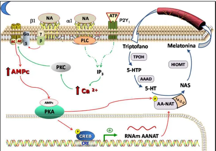 Figura 3 – Vias de sinalização na biossíntese de melatonina em glândulas pineais de ratos