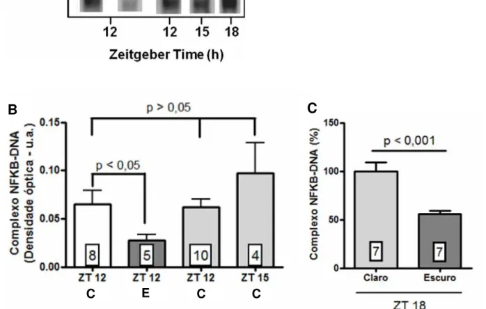 Figura 8 – A redução nos níveis de NFKB é dependente do início da fase de escuro. A) Gel- Gel-shift representativo  de NFKB  nuclear  de  glândulas  retiradas no  ZT  12,  tanto na  fase  de  claro quanto na de escuro, e em ZT 12, 15 e 18 de animais mantid