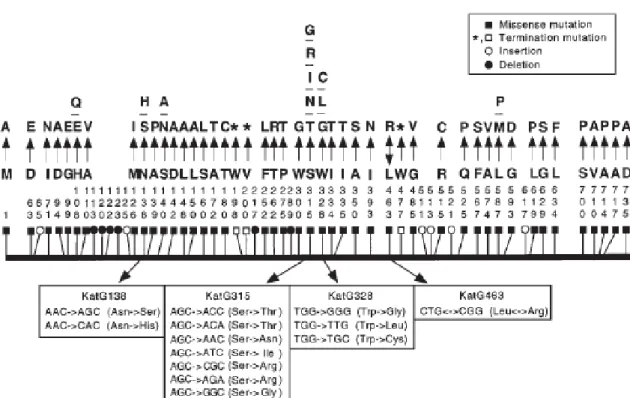 Figura 1.  Representação esquemática de mutações no gene katG.  