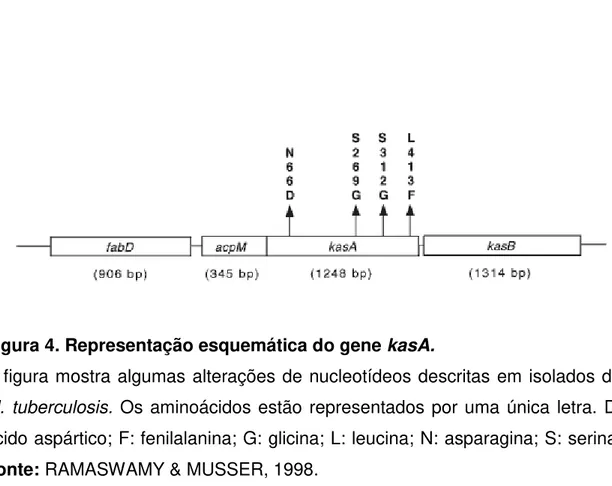 Figura 4. Representação esquemática do gene kasA.  