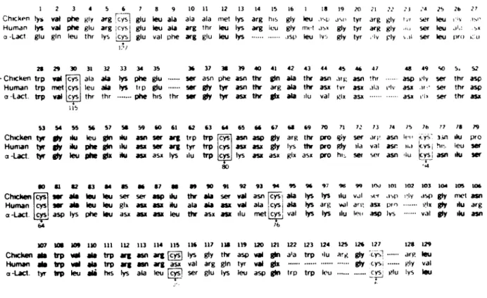 Fig 2 As sequencias de amino ácidos da Lisozima da clara de ovo e humana, quando comparados com a Lactalbumina bovina sugerem um processo de evolução segundo primas.