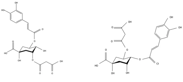 Figura 2 – Estrutura química  do ácido  3-O-malonil-5-O-(E)-caffeoilquinico do ácido 4-O-(E)-cafeoil-5-O- 4-O-(E)-cafeoil-5-O-malonilquinico 