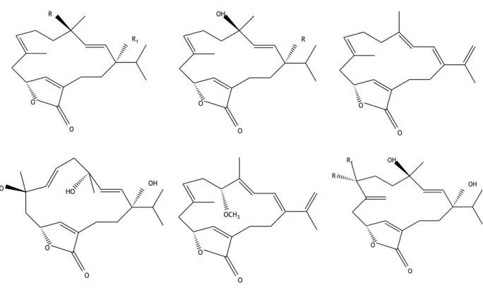 Figura 5 – Estrutura química de 6 cembranolidas 