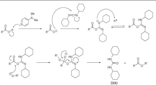 Figura 03 - Formação do complexo ativado do ácido carboxílico, procedendo com a formação  da dicicloexiluréia e do éster                                          