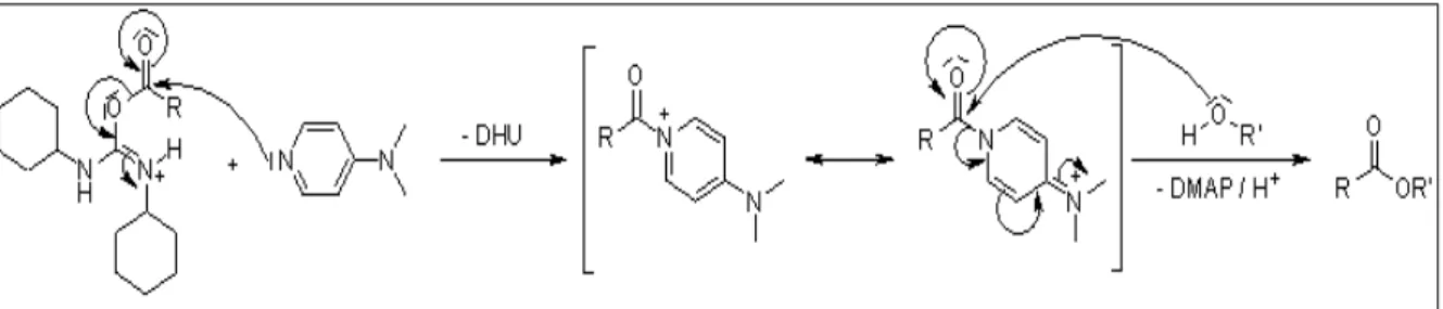 Figura 06 - Mecanismo da reação do ácido carboxílico ativado com DMAP  Fonte: Neises; Steglich (1978)  