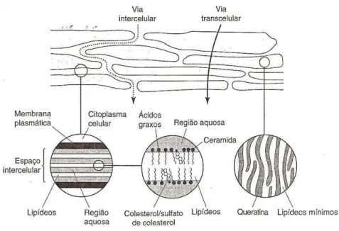 Figura 4. Diagrama simplificado da estrutura da pele e vias de penetração/permeação de fármacos