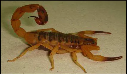 Figura 1. O escorpião Tityus serrulatus (Laboratório de Toxinas Animais – FCFRP – USP)  