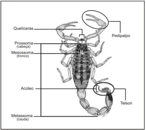 Figura 2. Figura esquemática da anatomia do escorpião Tityus serrulatus  [figura modificada do Manual de Controle de Escorpiões (Ministério-da-Saúde, 2009)]