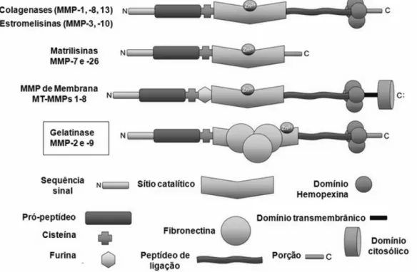 Figura 2 - MMPs e suas características estruturais. A MMP-2 e a MMP-9 se  apresentando três domínios  fibronectina (Adaptado de Chow, Cena et al