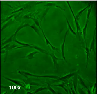 Figura 4.1- Fotomicrografias de contraste de fase da linhagem de fibroblastos da polpa humana (FP5)