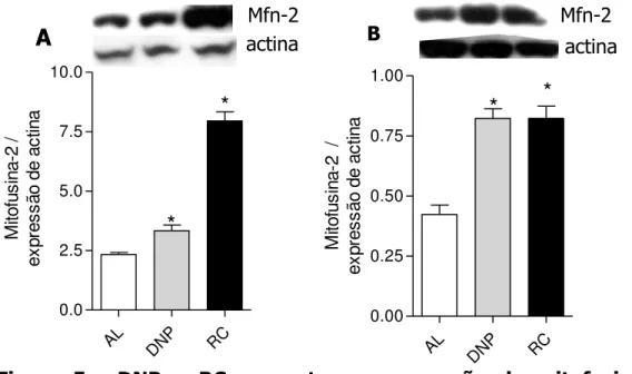 Figura  5.    DNP  e  RC  aumentam  a  expressão  de  mitofusinas  em  tecido  adiposo  viceral  e  músculo  esquelético