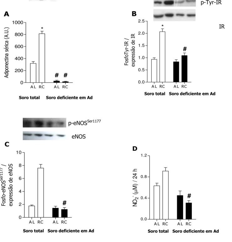 Figura  9.  Adiponectina  do  soro  RC  promove  fosforilação  do  receptor  de  insulina e da eNOS, resultando em liberação de  • NO