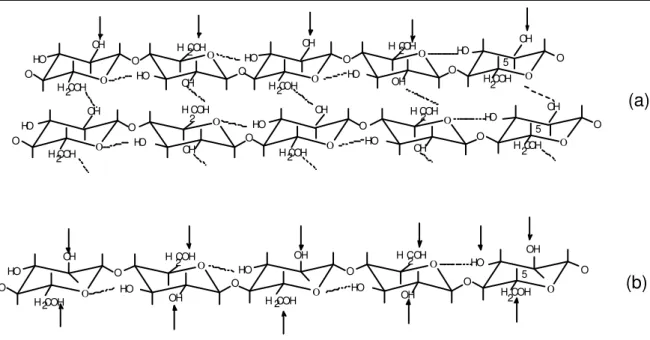 Figura 4: Estrutura molecular da celulose com destaque para pontos acessíveis: a) sistema  heterogêneo; b) sistema homogêneo