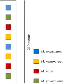 Figura 3.4  –  Sequencia aleatória de distribuição das fezes de Mazama depositadas diretamente  sobre  o  solo,  durante  o  experimento  de  remoção  de  fezes  pelas  espécies  de  Scarabaeinae, FLONA do Jamari-RO