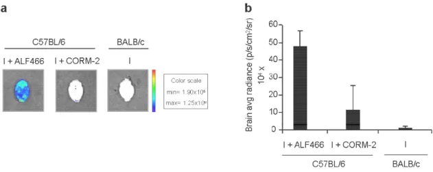 Figure  8  CORM-2  treatment  suppresses  the  accumulation  P.  berghei  ANKA  schizonts  the  brain
