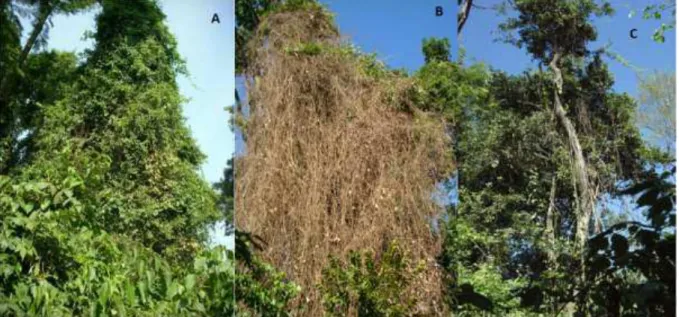 Figura 2 – Efeito do corte de lianas demonstrado pela infestação de lianas em um mesmo indivíduo arbóreo de  aproximadamente 18 m de altura