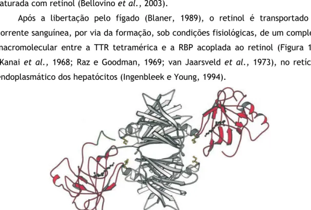 Figura 1.9 – Diagrama do complexo da TTR humana com a RBP humana.  