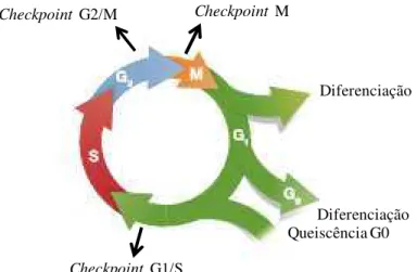 Figura  3.  Representação  esquemática  das  fases  S  (síntese),  M  (mitose),  G1  e  G2  e  dos  checkpoints  que  ocorrem  durante  o  ciclo  celular