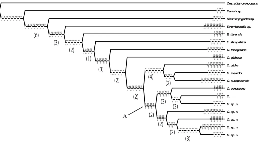 Figura 53 ­ Hipótese filogenética mais parcimoniosa para  Oidardis . Algarismos em parênteses indicam índices de Bremer.