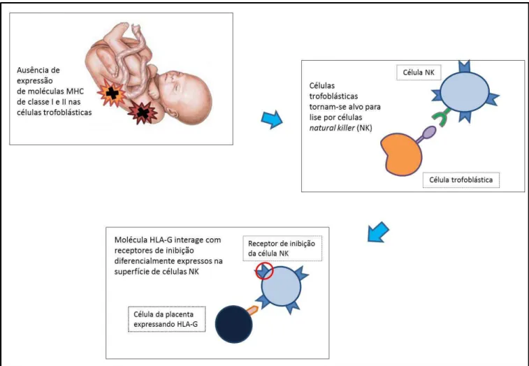 Figura 1. Interação entre as moléculas HLA-G, expressas pelas células placentárias, e receptores inibitórios das células  natural killer