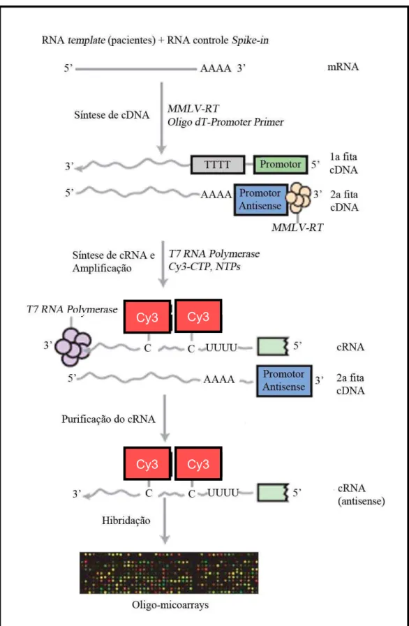 Figura 5. Representação das reações de transcrição reversa, amplificação, purificação e  hibridação de microarrays da plataforma Agilent
