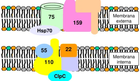Figura 1 - Complexos de importação de proteínas localizados nas membranas externa (TOC) e interna (TIC) dos cloroplastos (adaptado de Keegstra &amp; Cline, 1999).