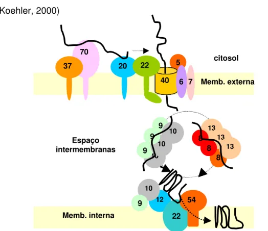 Figura 3 - Complexo de importação de proteínas para a membrana interna mitocondrial (adaptado de Koehler et al., 1999).