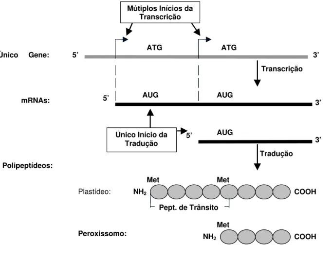 Figura 4 - Mecanismo de Controle por Iniciação Alternativa da Transcrição (adaptado de Danpure, 1995).