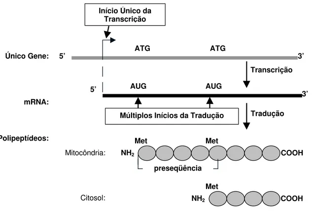 Figura 5 - Mecanismo de Controle por Iniciação Alternativa da Tradução (adaptado de Danpure, 1995).