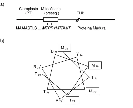Figura 6 - Representação esquemática da extensão amino-terminal de THI1 de Arabidopsis thaliana