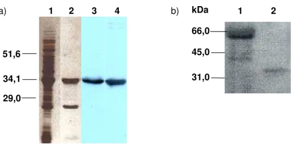 Figura 7 - Imunodetecção de THI1 em E. coli e A. thaliana. a) Extrato protéico de E. coli (50 µg) superexpressando THI1 (linha 1), purificado através de uma coluna de afinidade (5 µg) (linha 2), analisado em gel de poliacrilamida 15% e colorido com azul de