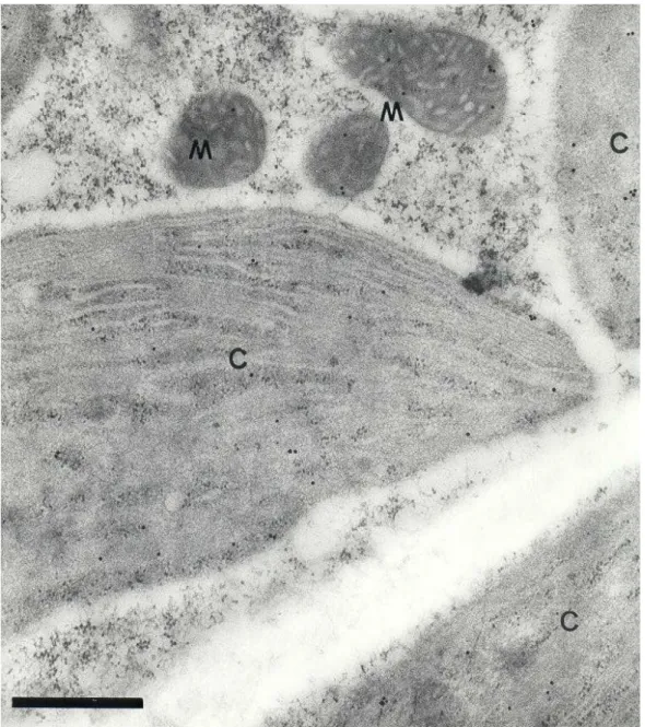 Figura 8 - Imunolocalização de THI1 em células de A. thaliana fixadas em aldeído, tratadas com anti-THI1 e anticorpo secundário conjugado a partículas de ouro