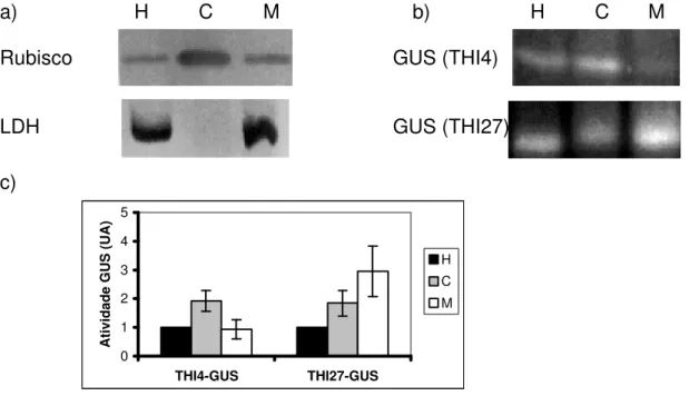 Figura 10 – Detecção da atividade GUS em frações subcelulares das plantas transgênicas