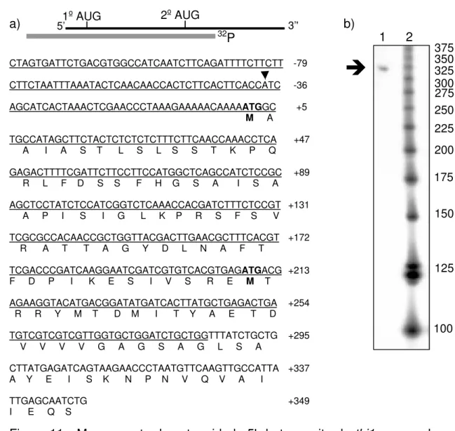 Figura 11 - Mapeamento da extremidade 5' do transcrito de thi1 com nuclease S1. a) Representação esquemática do mRNA de thi1 (linha fina) e da sonda de 402 pb marcada com  32 P (linha cinza)