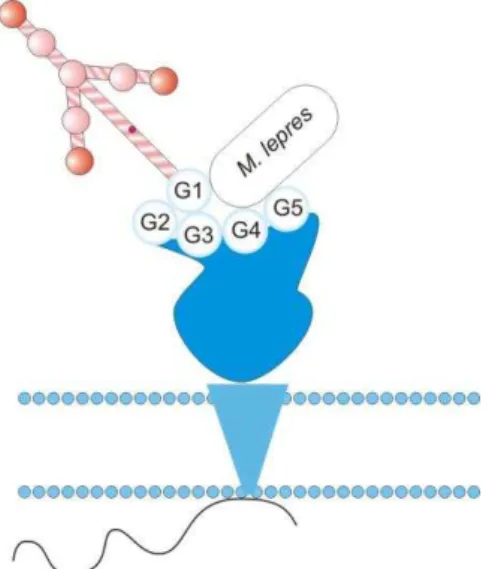 Figura  2.6.  –   Ligação  do  Mycobacterium  leprae  aos  domínios  LG  da  laminina α2