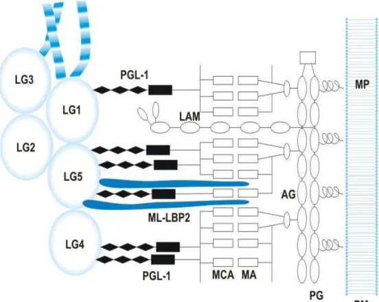 Figura 2.7.  –  Ligação do Mycobacterium leprae pelas proteínas PGL-1 e  ML- LBP2 aos domínios LG da laminina α2 