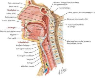 Figura 1 – Subdivisões da Faringe (Netter, Atlas de Anatomia Humana, 6ª edição, plate 64) 