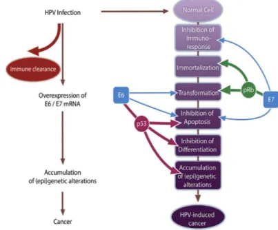 Figura 3 -Mecanismos de Carcinogénese pelo HPV