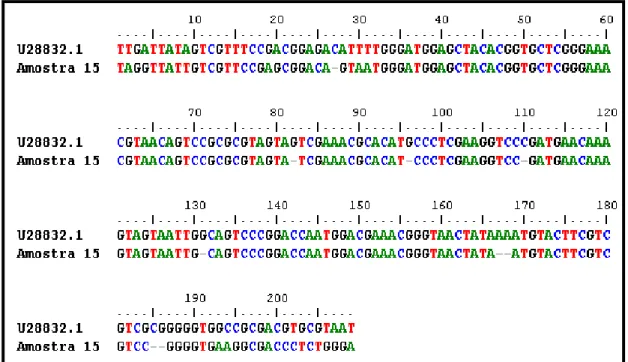 Figura 2 -  Alinhamento de nucleotídeos de um segmento do gene codificador da glicoproteína E (g  E) do vírus da laringotraqueíte infecciosa 