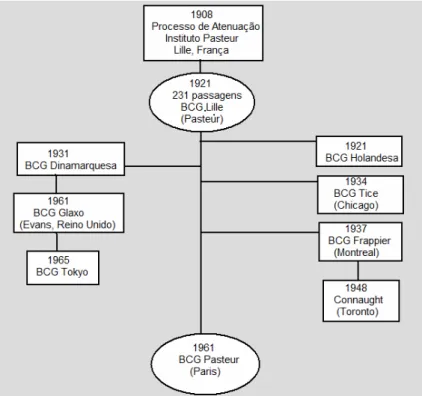 Figura 1 – Cronologia esquemática das Cepas do M. bovis  utilizadas no tratamento de câncer vesical: ano da primeira  publicação, instituição e/ou local de origem