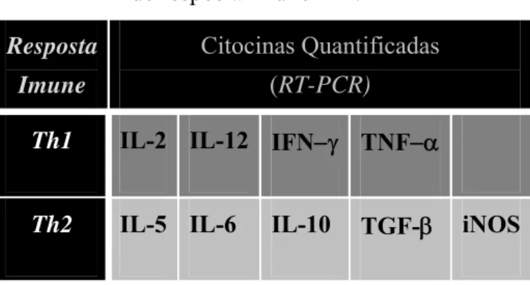 Tabela 1 –  Citocinas avaliadas conforme o padrão  de resposta imune Th1/Th2   
