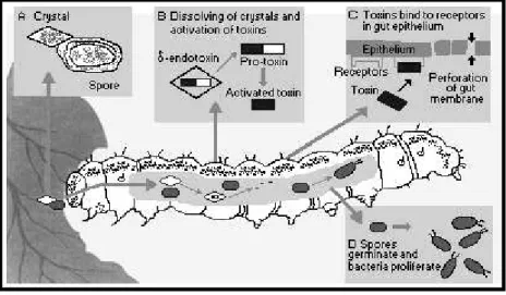 Figura 2.3 - Ação da toxina em lagartas (INTERNATIONAL PROGRAMME ON CHEMICAL SAFETY,  2011)