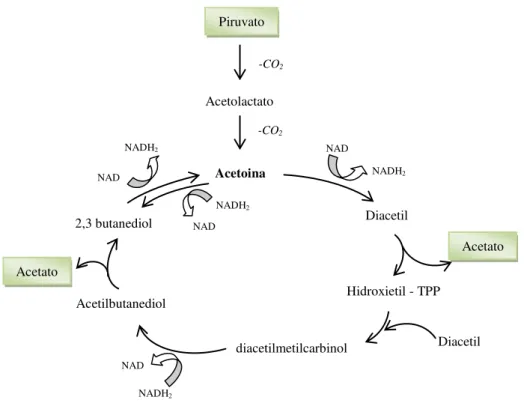 Figura 2.5 - Ciclo do 2,3-butanediol por Bacillus cereus segundo Juni 4  et al.(1956a apud BENOIT 1987) 